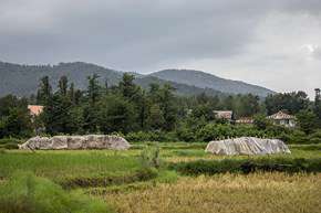 برداشت برنج در شالیزارهای گیلان