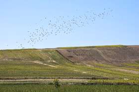 ایران زیباست؛ دشتی با هزاران خورشید