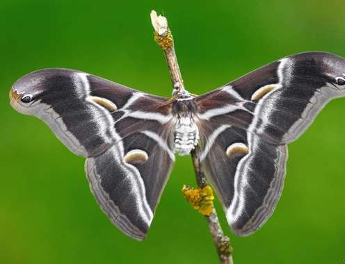 دنیای زیبای پروانه‌ها از دریچه‌ی دوربین 