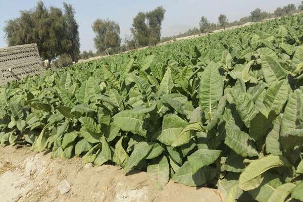 مطالعه و بررسی اثر ضدانگلی عصاره تنباکو در مقایسه با داروهای شیمیایی ضدانگلی برروی زالو