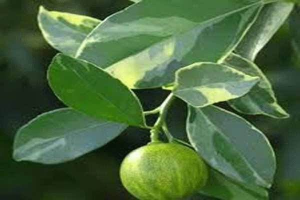 تهیه نانو ذرات فلزی نقره و مس توسط عصاره برگ درخت نارنج