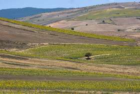 ایران زیباست؛ دشتی با هزاران خورشید