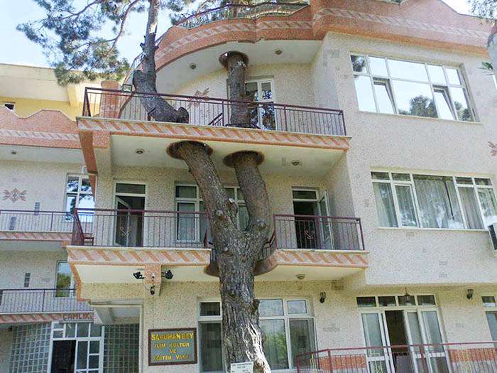 درختان در دنیای معماری 