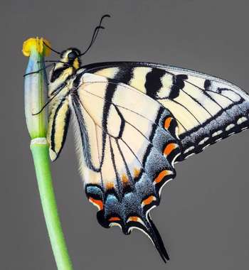 دنیای زیبای پروانه‌ها از دریچه‌ی دوربین 