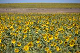 ایران زیباست؛ دشتی با هزاران خورشید