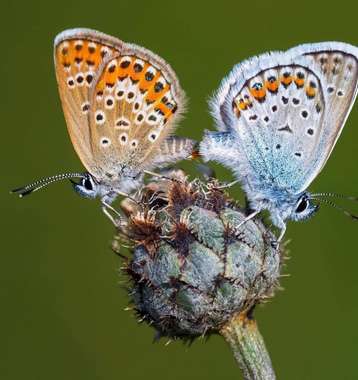 دنیای زیبای پروانه‌ها از دریچه‌ی دوربین 