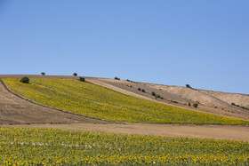 ایران زیباست؛ دشتی با هزاران خورشید