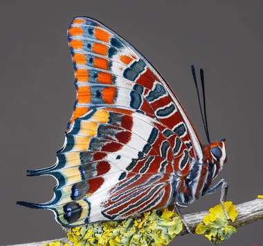 دنیای زیبای پروانه‌ها از دریچه‌ی دوربین 