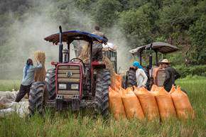 برداشت برنج در شالیزارهای گیلان