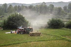 برداشت برنج در شالیزارهای گیلان