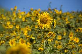 ایران زیباست؛ دشتی با هزاران خورشید