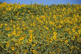 ایران زیباست؛ دشتی با هزاران خورشید