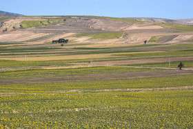ایران زیباست؛ دشتی با هزاران خورشید
