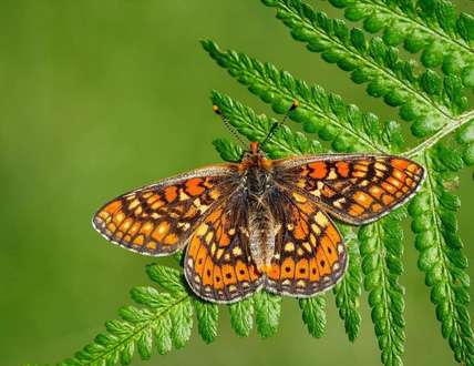 دنیای زیبای پروانه‌ها از دریچه‌ی دوربین 