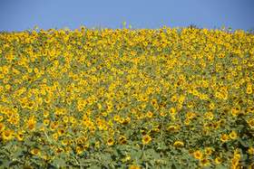 ایران زیباست؛ دشتی با هزاران خورشید