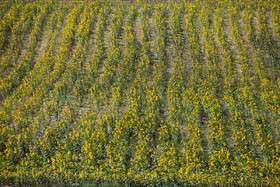 ایران زیباست؛ دشتی با هزاران خورشید