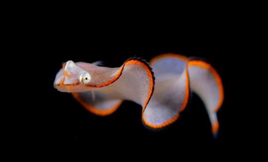 زیبایی خیرکننده پلانکتون ها در اعماق اقیانوس 