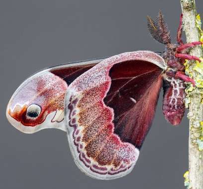 دنیای زیبای پروانه‌ها از دریچه‌ی دوربین 