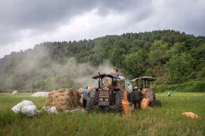 برداشت برنج در شالیزارهای گیلان