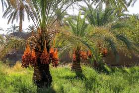 فصل برداشت مقوی‌ترین میوه 