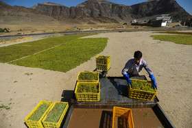برداشت انگور و تولید کشمش و شیره در ملایر