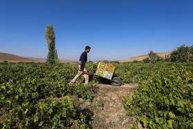 برداشت انگور و تولید کشمش و شیره در ملایر