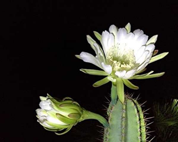 کاکتوس خانگی