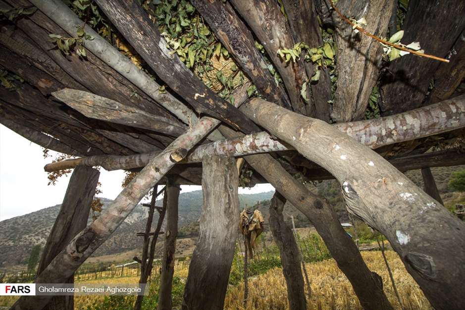 برداشت شالی در چهاردانگه ساری