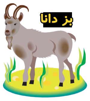 بز دانا