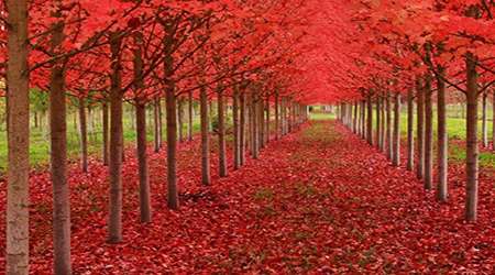 محصولات مذهبی اثری از علیرضا رهگذر محصولات مذهبی اثری از علیرضا رهگذر
