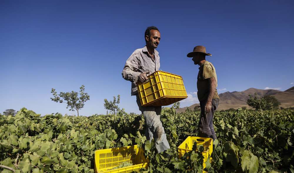 برداشت دیدنی انگور از تاکستان‌های دره جوزان 