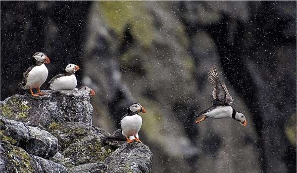 دنیای پرندگان در جریان مسابقه بین‌المللی حیات وحش