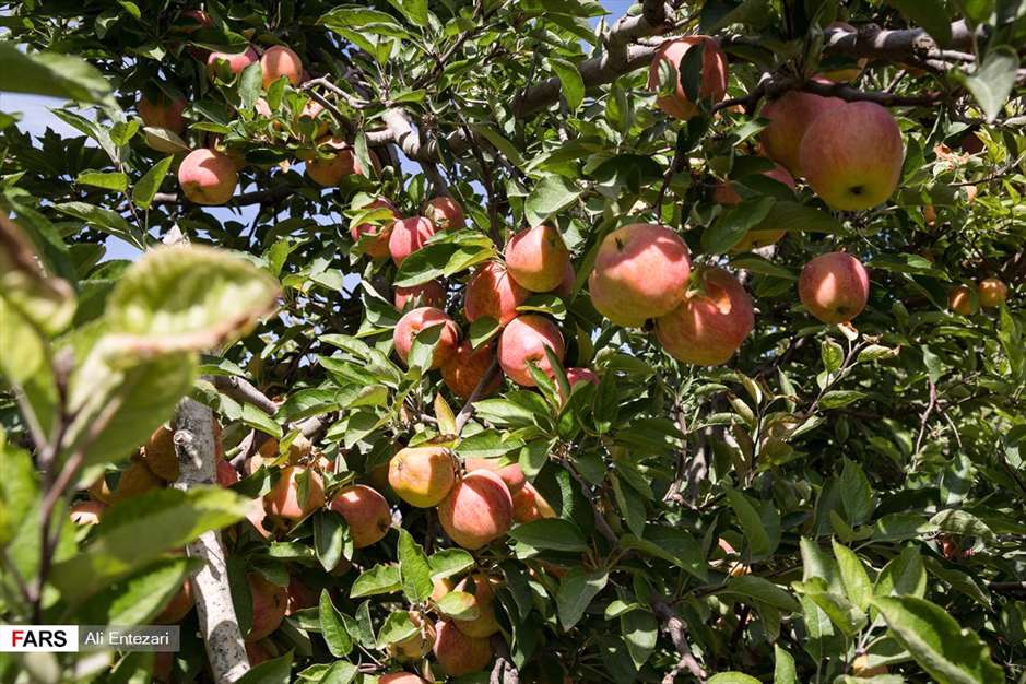 برداشت سیب از باغات ارومیه