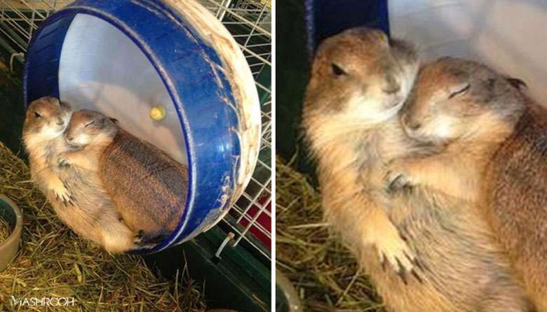 حیوانات هم عاشق می شوند