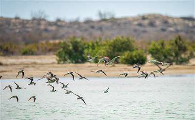 تالاب خور سیریک 