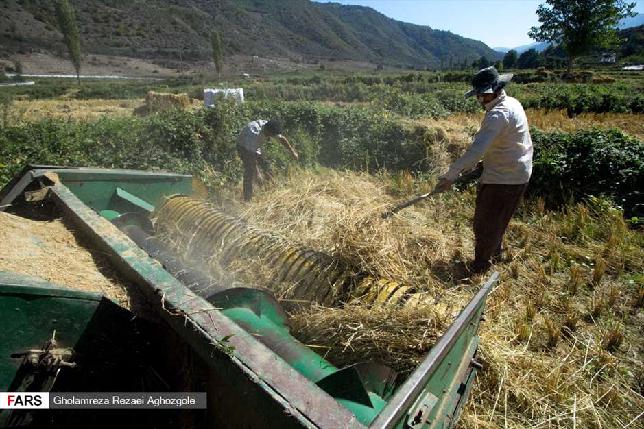 برداشت شالی در چهاردانگه ساری