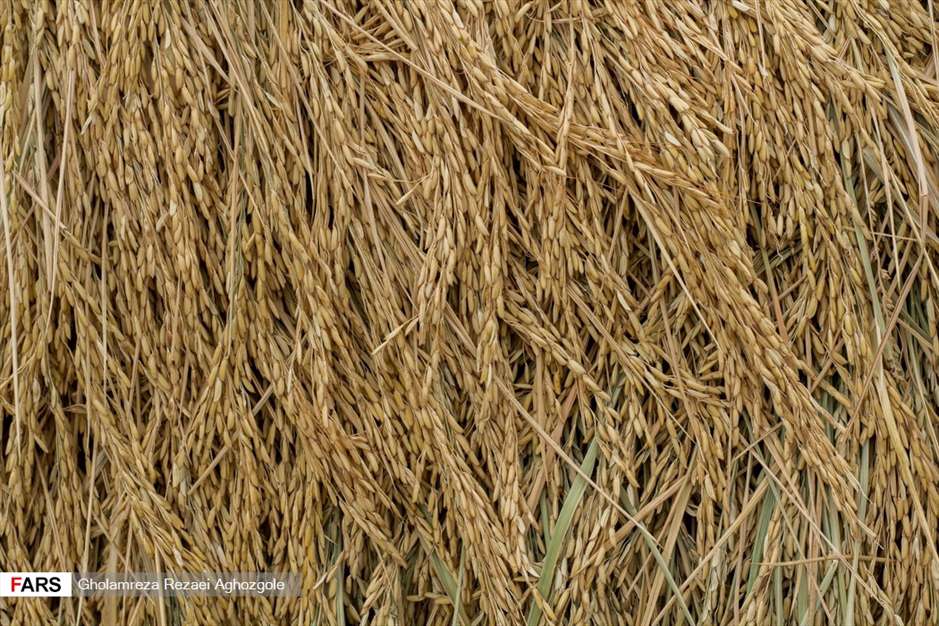 برداشت شالی در چهاردانگه ساری