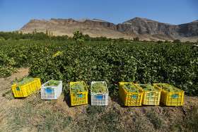 برداشت انگور و تولید کشمش و شیره در ملایر