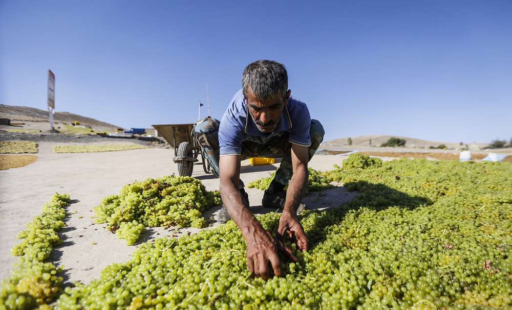 برداشت دیدنی انگور از تاکستان‌های دره جوزان 