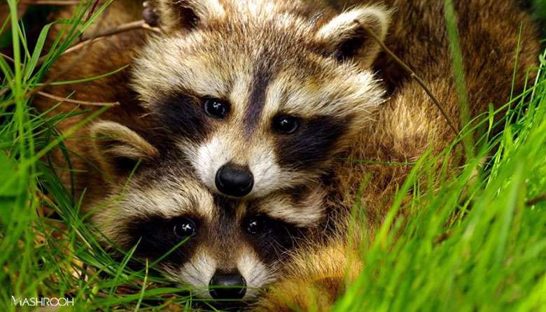 حیوانات هم عاشق می شوند