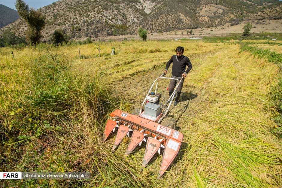 برداشت شالی در چهاردانگه ساری