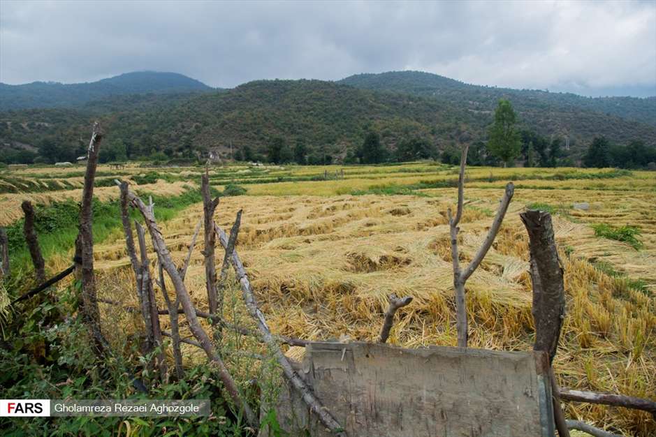 برداشت شالی در چهاردانگه ساری