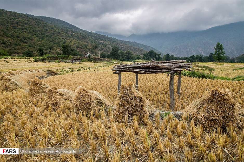 برداشت شالی در چهاردانگه ساری