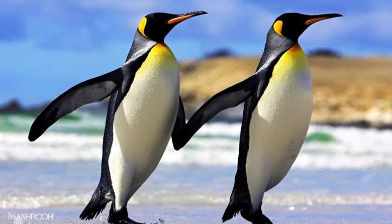 حیوانات هم عاشق می شوند