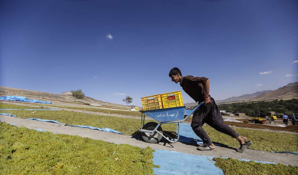 برداشت دیدنی انگور از تاکستان‌های دره جوزان 