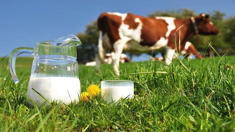بالاخره به شیرهای سنتی اطمینان کنیم یا نه؟ بالاخره به شیرهای سنتی اطمینان کنیم یا نه؟
