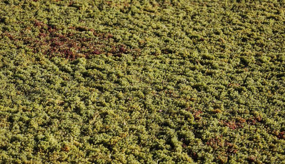 برداشت دیدنی انگور از تاکستان‌های دره جوزان 