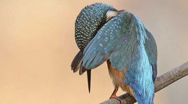 هنرهای زیبا از جشنواره حیات‌وحش کمدی 