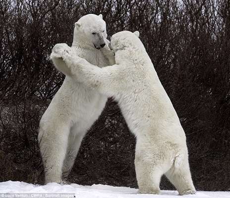 هنرهای زیبا از جشنواره حیات‌وحش کمدی 