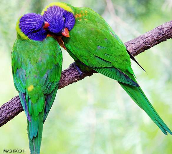 حیوانات هم عاشق می شوند